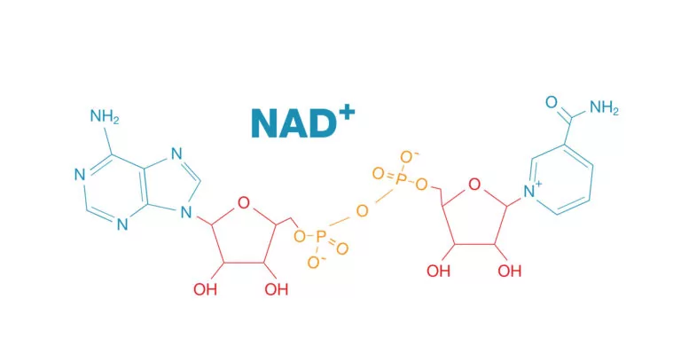 El NAD+ y las Enfermedades Cardiovasculares