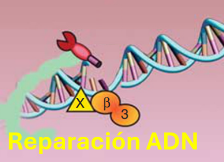 PARP: La guardiana del ADN que utiliza NAD+ para su función